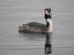 Podiceps cristatus