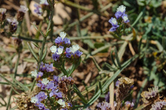 Limonium sinuatum