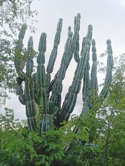 Cereus hexagonus