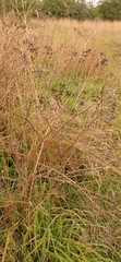 Anthriscus sylvestris