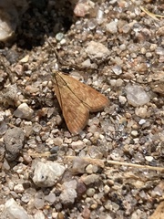 Pyraustinae