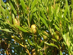 Leucadendron eucalyptifolium