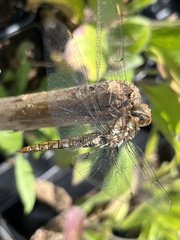 Pantala hymenaea