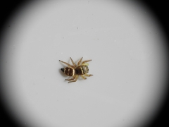 Heliophanus tribulosus