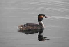 Podiceps cristatus