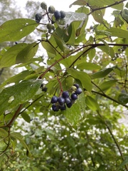 Cornus obliqua