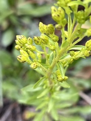 Solidago velutina