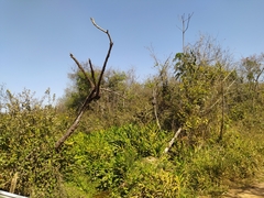 Hedychium coronarium