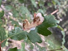 Stigmella