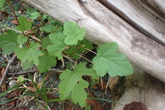 Physocarpus capitatus
