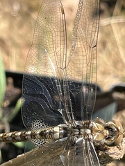 Pantala hymenaea