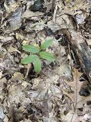 Maianthemum racemosum
