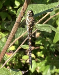 Aeshna mixta