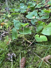 Maianthemum bifolium