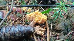 Ramaria testaceoflava