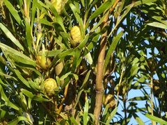 Leucadendron eucalyptifolium