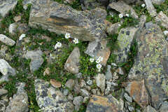 Caryophyllaceae