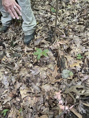 Maianthemum racemosum