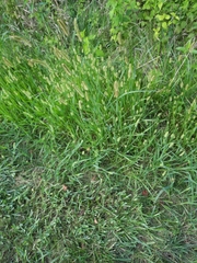 Setaria pumila