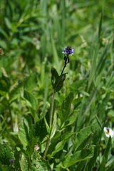Veronica wormskjoldii