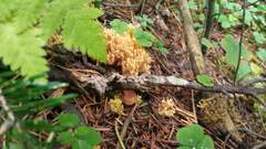 Ramaria testaceoflava