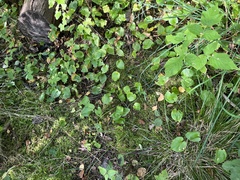 Maianthemum bifolium