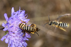 Halictus scabiosae