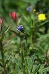 Veronica wormskjoldii