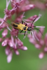 Chauliognathus pensylvanicus