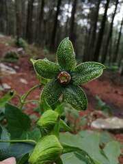 Gonolobus incerianus