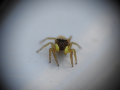 Heliophanus tribulosus