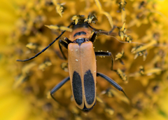 Chauliognathus pensylvanicus