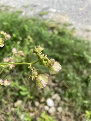 Mirabilis nyctaginea
