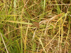 Hyponephele lycaon