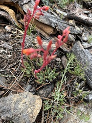 Dudleya pauciflora