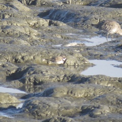 Charadrius semipalmatus