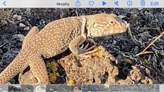 Crotaphytus bicinctores