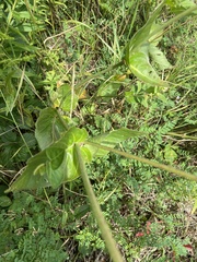 Mirabilis nyctaginea