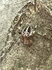 Neoscona domiciliorum