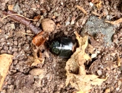 Pangaeus bilineatus