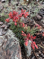 Dudleya pauciflora
