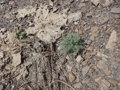 Artemisia austriaca