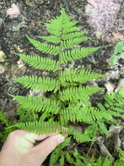 Athyrium