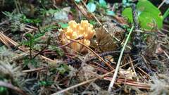 Ramaria testaceoflava