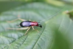 Phyllopalpus pulchellus