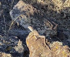 Crotaphytus bicinctores