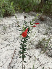 Clinopodium coccineum