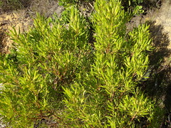 Leucadendron eucalyptifolium