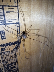 Crossopriza lyoni