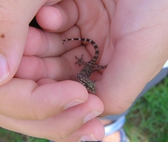 Hemidactylus turcicus